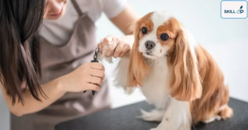 Basics of Dog Grooming