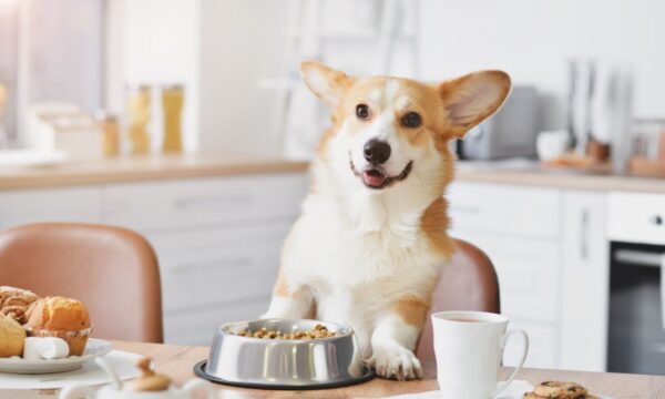 Dog Nutrition