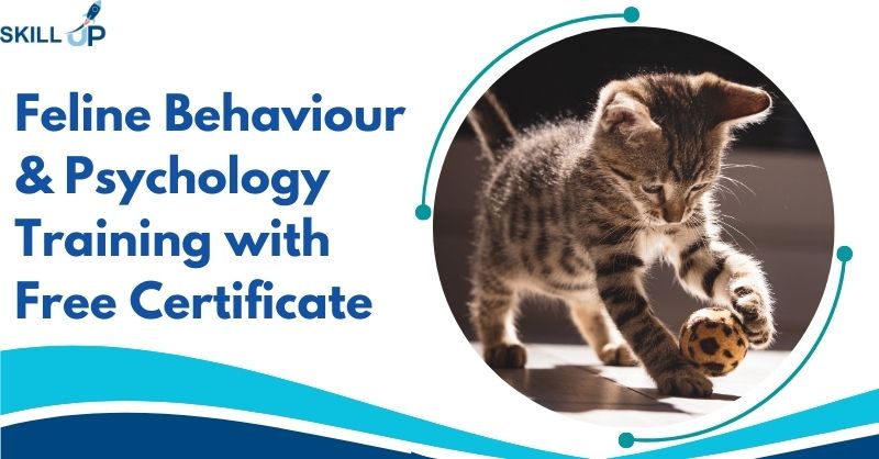 Feline Behaviour & Psychology Training with Free Certificate